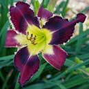 Heavenly Grave Digger Daylily